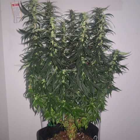 Unknown strain growlog photo: Trimmed the bottom shoots off.. Late but hopefully OK 