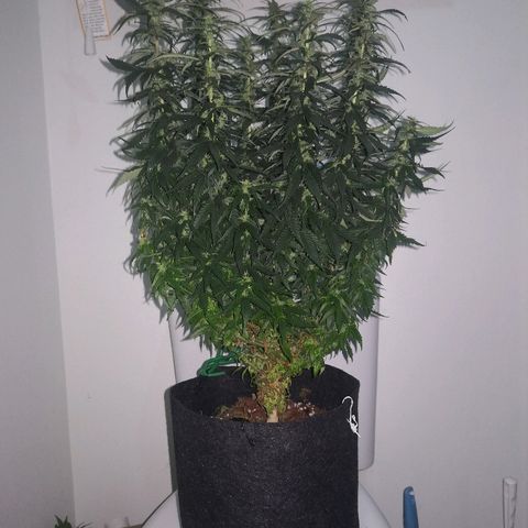Unknown strain growlog photo: Trimmed the bottom shoots off.. Late but hopefully OK 