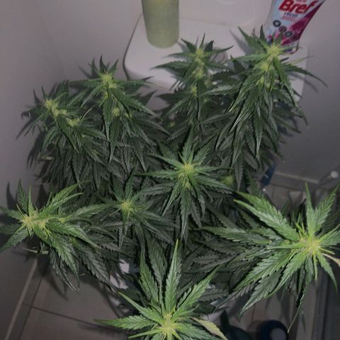Unknown strain growlog timeline photo