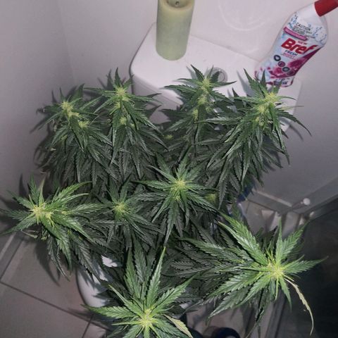 Unknown strain growlog timeline photo