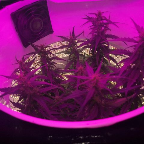 Unknown strain growlog timeline photo