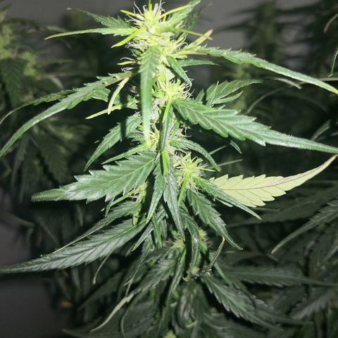 Unknown strain growlog timeline photo