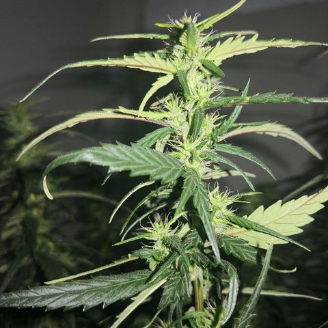 Unknown strain growlog timeline photo