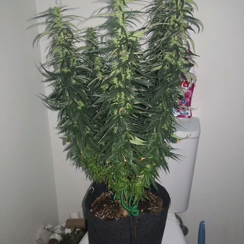 Unknown strain growlog timeline photo