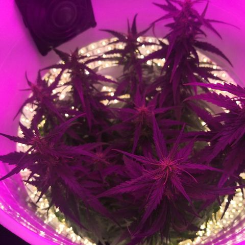 Unknown strain growlog timeline photo
