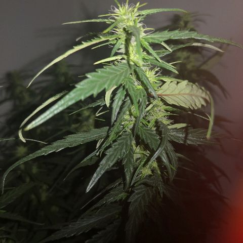 Unknown strain growlog timeline photo