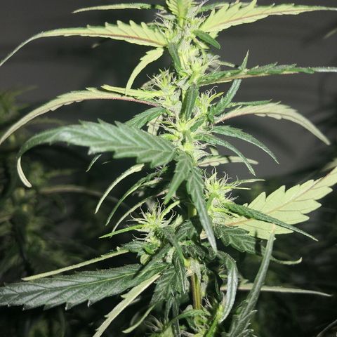 Unknown strain growlog timeline photo