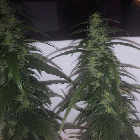 Unknown strain growlog timeline photo