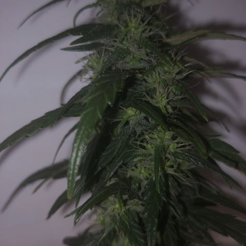 Unknown strain growlog timeline photo