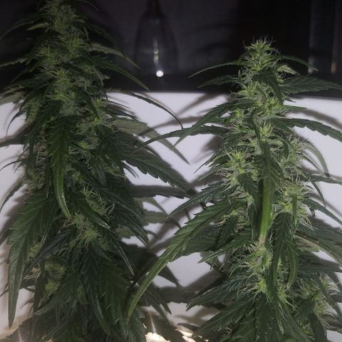 Unknown strain growlog timeline photo