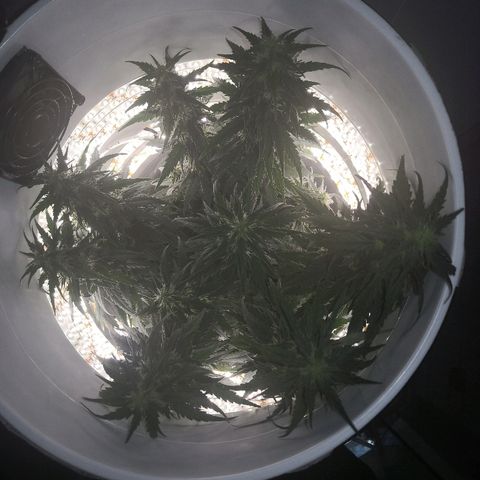 Unknown strain growlog timeline photo