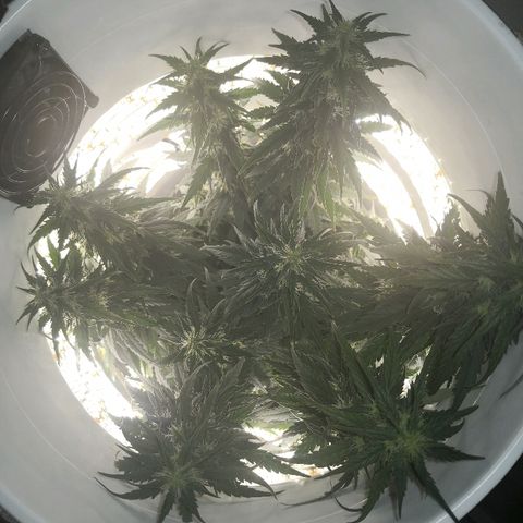 Unknown strain growlog timeline photo