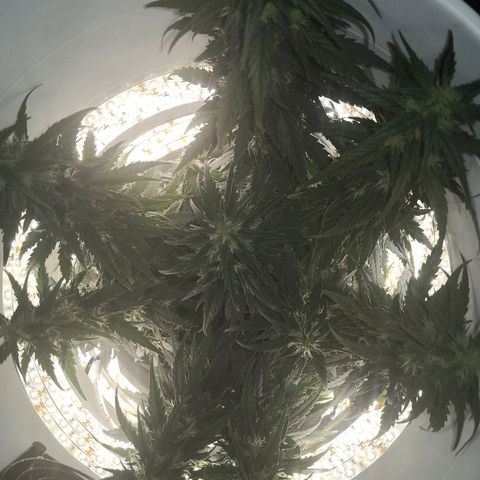 Unknown strain growlog timeline photo