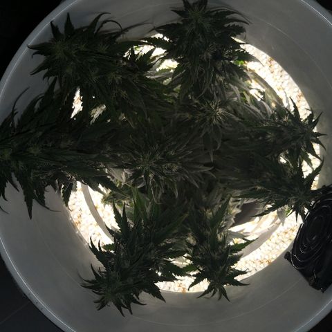 Unknown strain growlog timeline photo