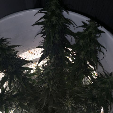 Unknown strain growlog timeline photo