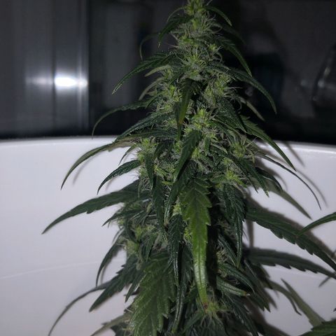 Unknown strain growlog timeline photo
