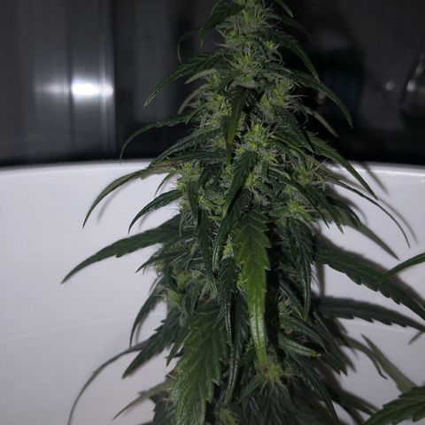 Unknown strain growlog timeline photo