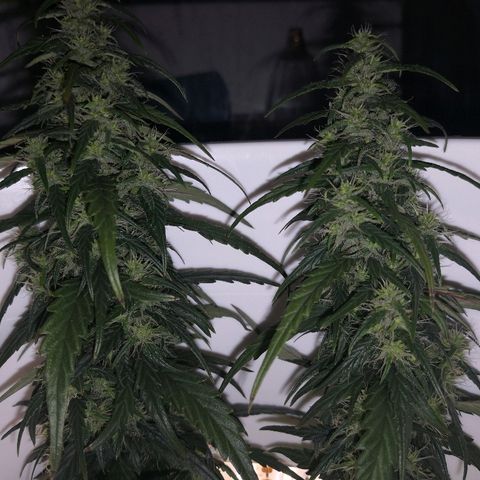 Unknown strain growlog timeline photo