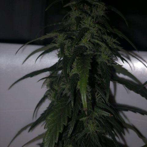Unknown strain growlog timeline photo