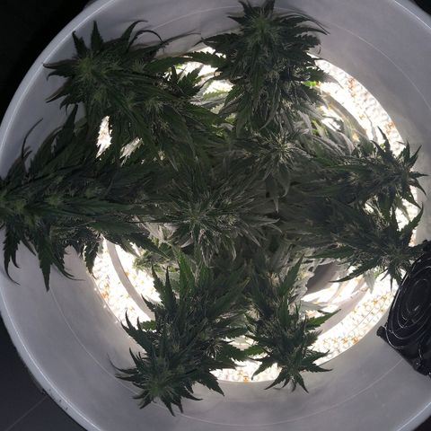 Unknown strain growlog timeline photo
