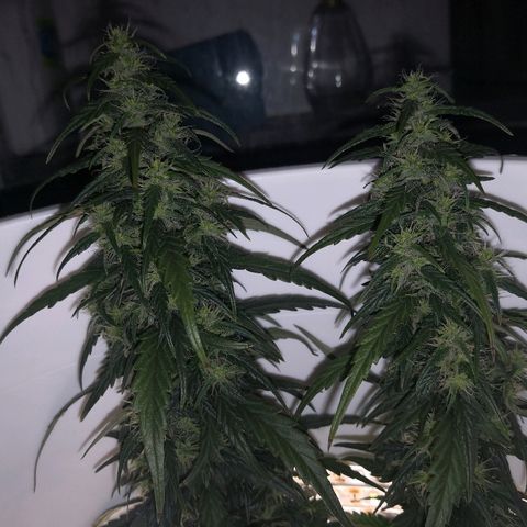 Unknown strain growlog timeline photo