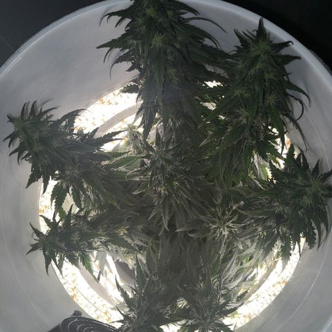 Unknown strain growlog photo: Lookin good. Odd brown pistil