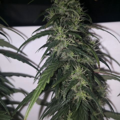 Unknown strain growlog photo: Lookin good. Odd brown pistil