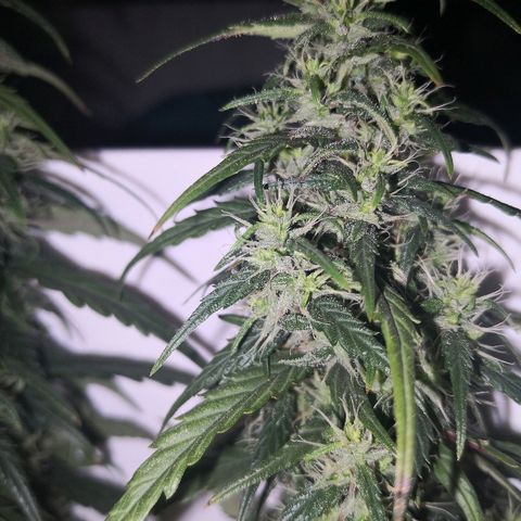 Unknown strain growlog photo: Lookin good. Odd brown pistil