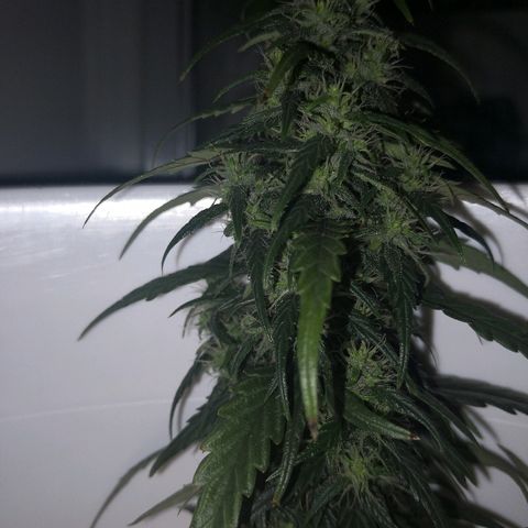 Unknown strain growlog photo: Lookin good. Odd brown pistil