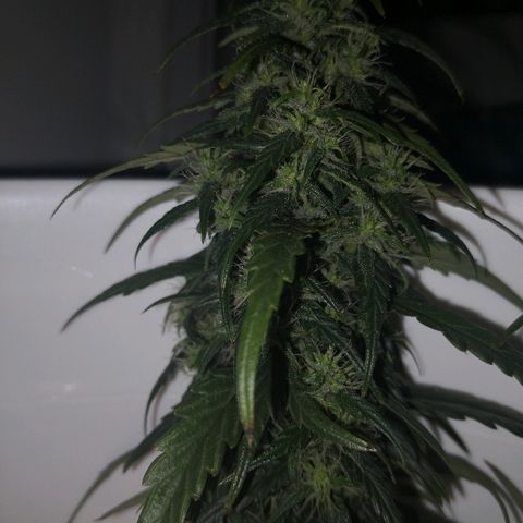 Unknown strain growlog photo: Lookin good. Odd brown pistil