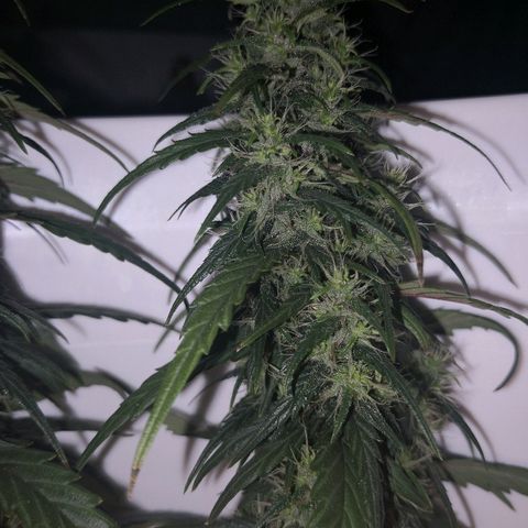 Unknown strain growlog photo: Lookin good. Odd brown pistil