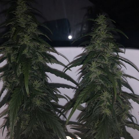 Unknown strain growlog photo: Lookin good. Odd brown pistil