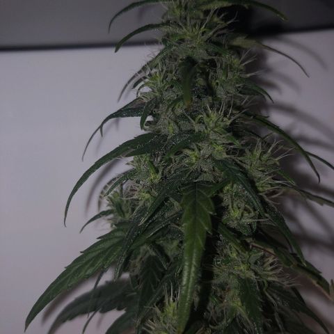 Unknown strain growlog photo: Lookin good. Odd brown pistil