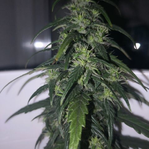 Unknown strain growlog photo: Lookin good. Odd brown pistil