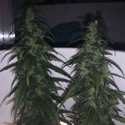 Unknown strain growlog photo: Lookin good. Odd brown pistil
