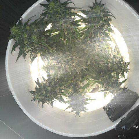 Unknown strain growlog photo: Brown hairs noticeable now