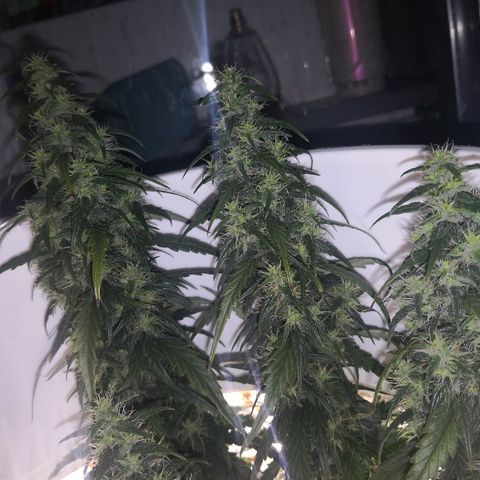 Unknown strain growlog photo: Brown hairs noticeable now