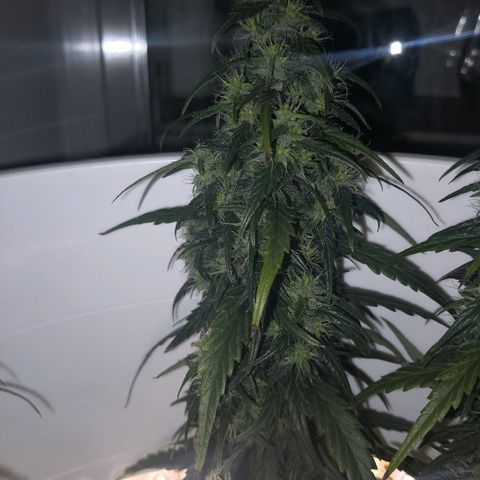 Unknown strain growlog photo: Brown hairs noticeable now