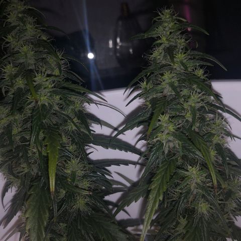 Unknown strain growlog photo: Brown hairs noticeable now