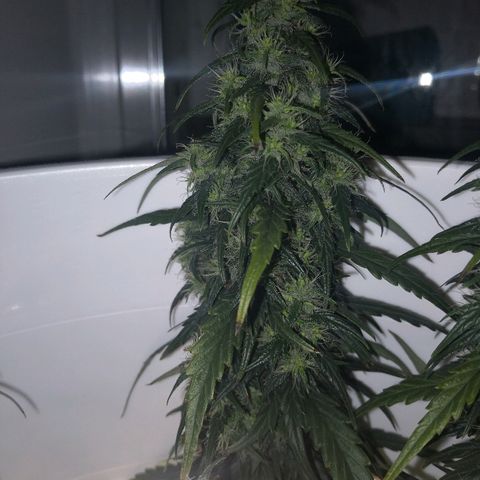 Unknown strain growlog photo: Brown hairs noticeable now