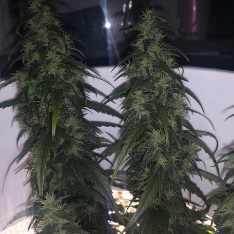 Unknown strain growlog photo: Brown hairs noticeable now