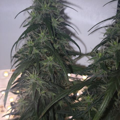 Unknown strain growlog photo: Brown hairs noticeable now