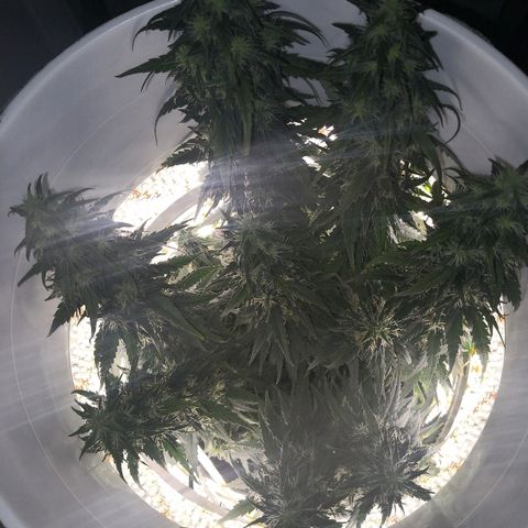 Unknown strain growlog photo: Brown hairs noticeable now