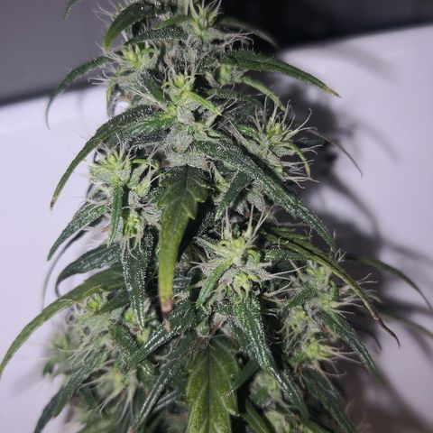 Unknown strain growlog timeline photo