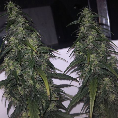 Unknown strain growlog timeline photo