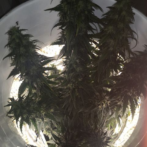 Unknown strain growlog timeline photo