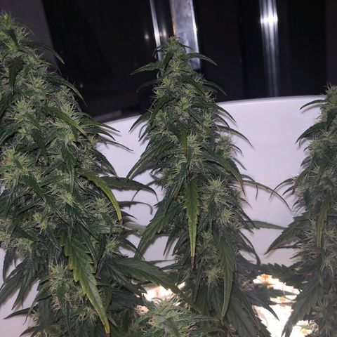 Unknown strain growlog timeline photo