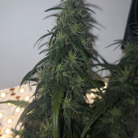 Unknown strain growlog timeline photo