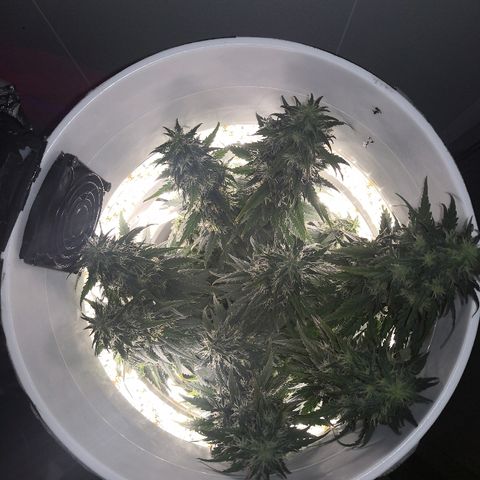 Unknown strain growlog timeline photo