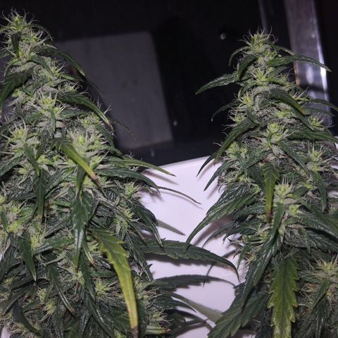 Unknown strain growlog timeline photo